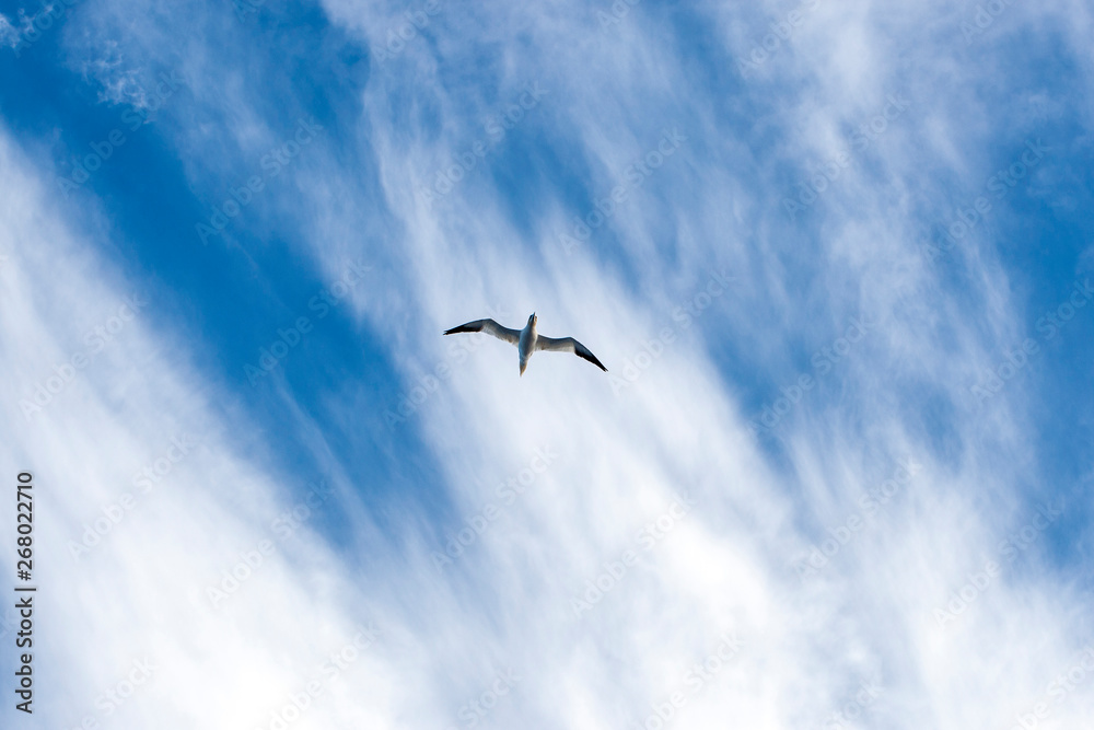 northern gannet in a blue sky