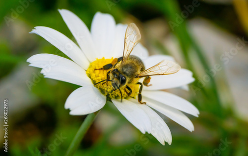 Honey bee collecting pollen and nectar from Daisy (Chamomile)