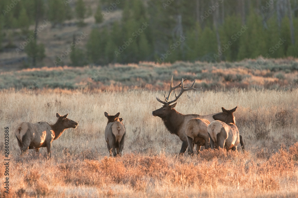 Obraz premium elk, wapiti, cervus canadensis, Yellowstone national park