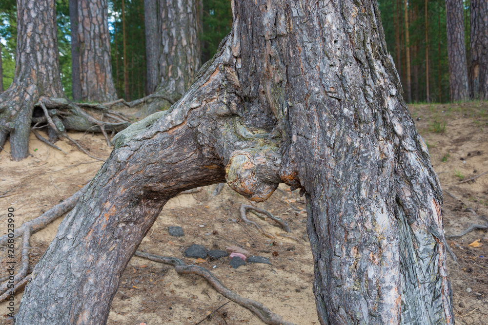 The unusual structure of the pine tree, shot close-up. The unusual structure of the pine tree, shot close-up.