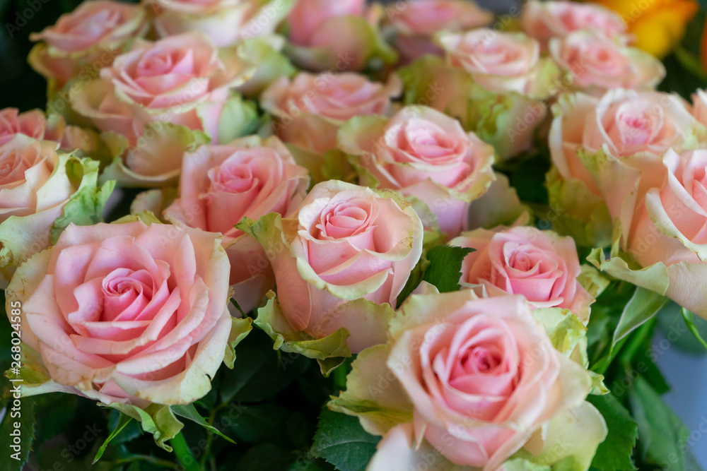 bouquet of pink roses