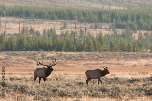 elk, wapiti, cervus canadensis, Yellowstone national park © prochym