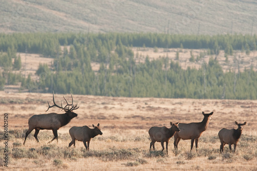 elk, wapiti, cervus canadensis, Yellowstone national park