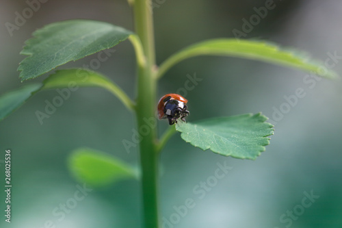 Ladybug on green leaf and green background