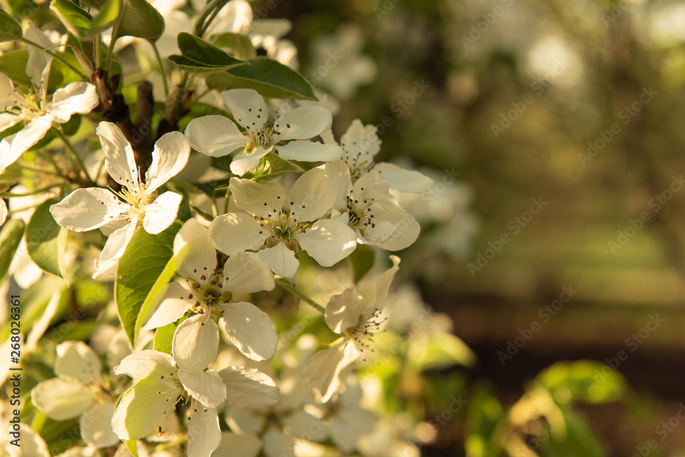 blooming apple tree with white petals with blurred background blooming apple tree with white petals with blurred background