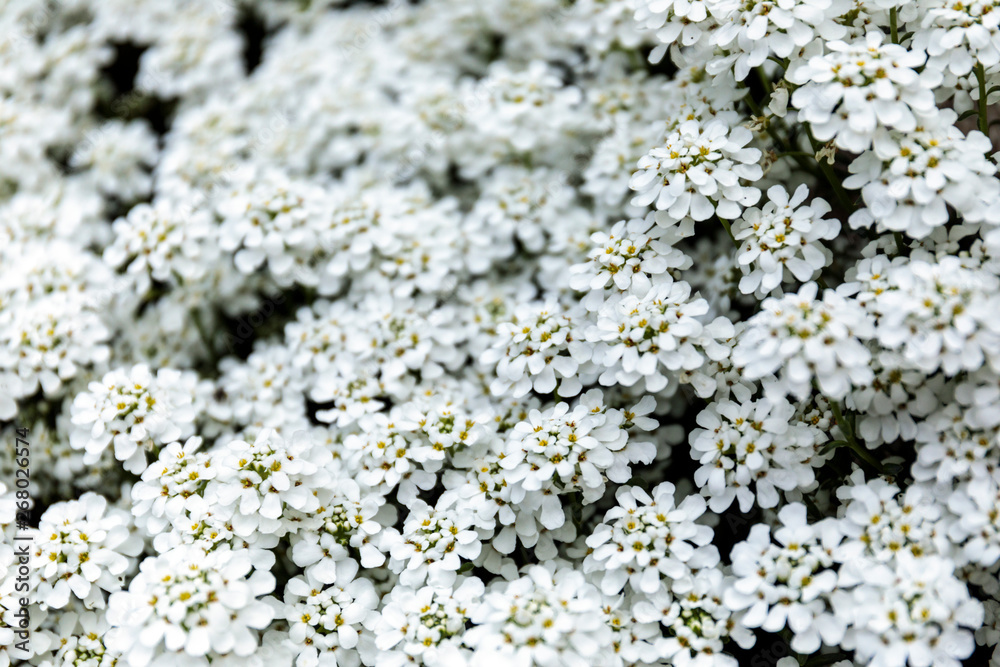 Close up of beautiful white flower for background. Close up of beautiful white flower for background.