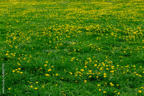 Green grass field with dandelions