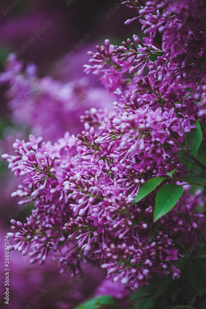 Obraz premium Blossoming purple lilacs in the spring. Selective soft focus, shallow depth of field. Blurred image, spring background.