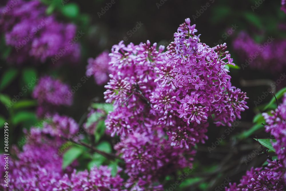 Blossoming purple lilacs in the spring. Selective soft focus, shallow depth of field. Blurred image, spring background. Blossoming purple lilacs in the spring. Selective soft focus, shallow depth of field. Blurred image, spring background.