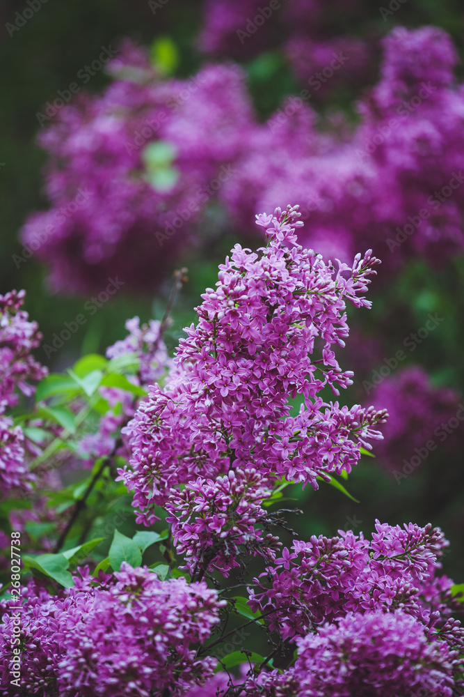 Fototapeta premium Blossoming purple lilacs in the spring. Selective soft focus, shallow depth of field. Blurred image, spring background.