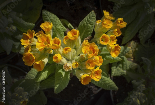 Yellow primrose flowers