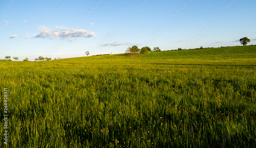 Beautiful view on green grass / corn fields with blue sky 