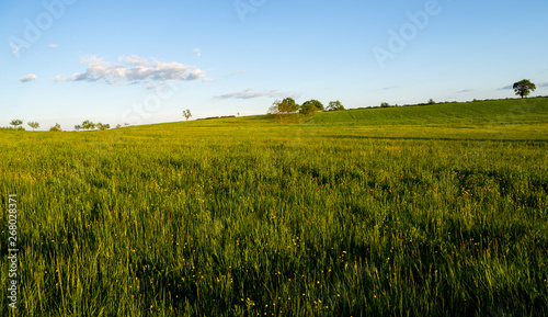 Beautiful view on green grass   corn fields with blue sky 
