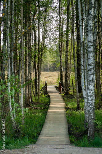 Longest swamp wooden footpath in Zagare, Lithuania surrounded by birch trees
