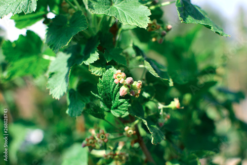 Black currant bush with buds. Branch of black currant with leaves and buds in spring garden.