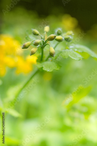 Chelidonium majus, greater celandine or tetterwort - family Papaveraceae after rain photo