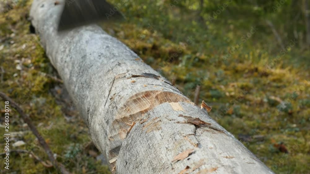 Lumberjack chopping wood in the forest. Male tourist chopping wood with an axe. Woodcutter cuts the tree with an axe. Wood sawdust flying Lumberjack chopping wood in the forest. Male tourist chopping wood with an axe. Woodcutter cuts the tree with an axe. Wood sawdust flying