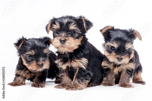Puppies of the yoxosher terrier