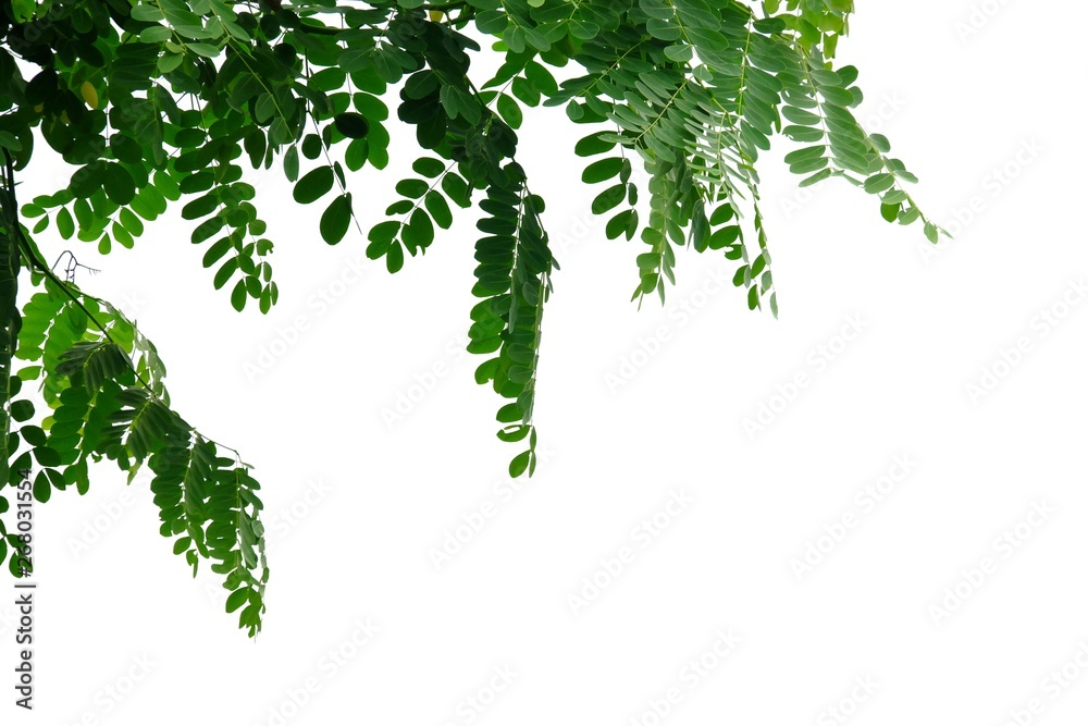 Fototapeta premium Tropical tree with leaves branches on white isolated background for green foliage backdrop 
