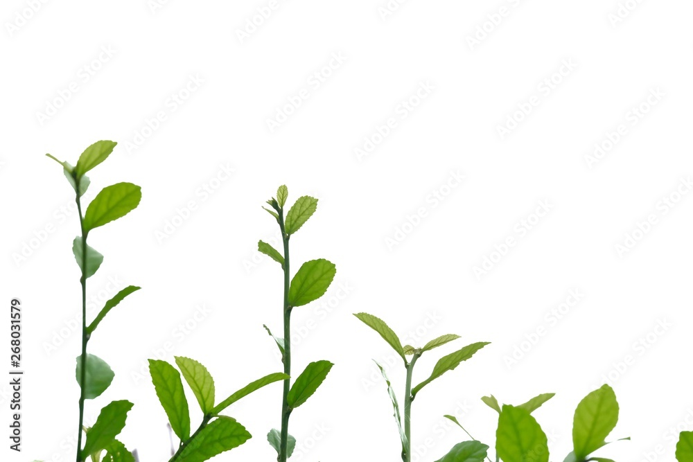 Top view Hakka tea plant leaves with branches on white isolated background for green foliage backdrop Top view Hakka tea plant leaves with branches on white isolated background for green foliage backdrop