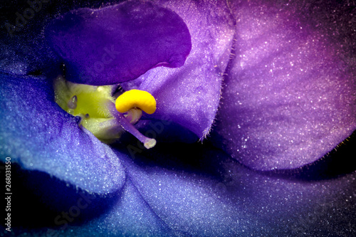 Violet flower macro closeup with beautiful soft gradient. Creative photo of violet flower with vignette. Texture of violet flower.