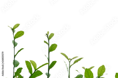 Top view Hakka tea plant leaves with branches on white isolated background for green foliage backdrop  © Oradige59