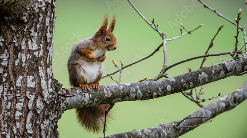 Red Squirrel On An Oak Branch