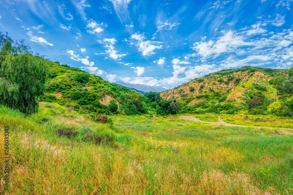 Fototapeta premium grass valley in spring mountains