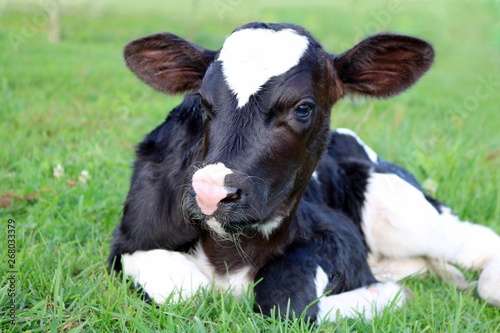 Very cute newborn Holstein calf laying on the grass Fototapete