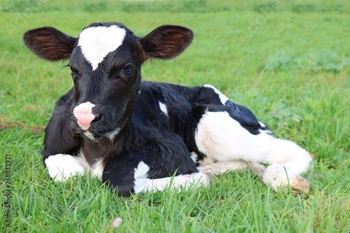 Foto Very cute newborn Holstein calf laying on the grass