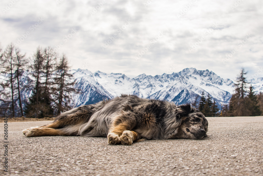 Obraz premium Dog sleeping on mountain asphalt road. Snow-capped mountains and cloudy sky at the background.