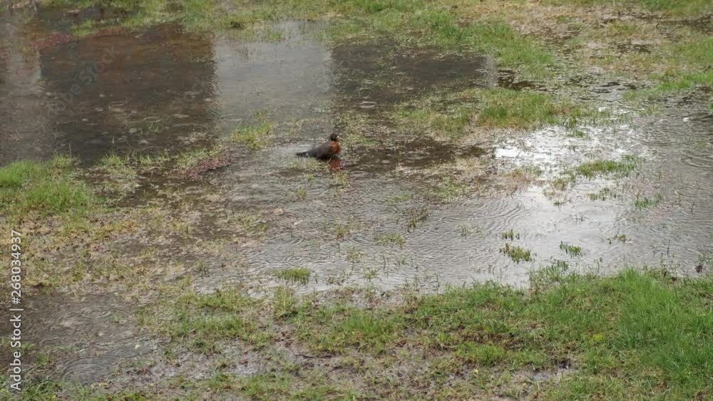 Rain on Lawn with Poor Drainage. American Robin Bird Swimming. Still. 4k Rain on Lawn with Poor Drainage. American Robin Bird Swimming. Still. 4k