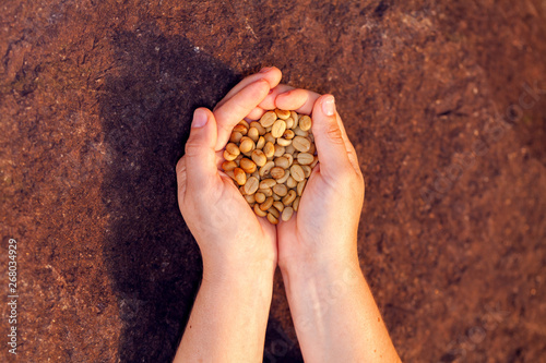 Hands holding untoasted organic Coffee beans - coffeea arabica photo