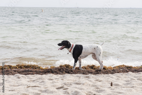 Obraz na płótnie DOG BEACH w salonie