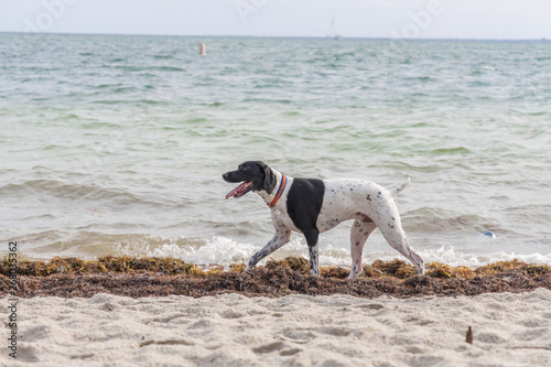Obraz na płótnie dog running on beach w salonie