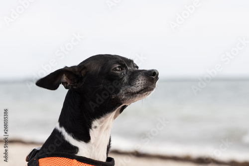 Obraz na płótnie DOG w salonie