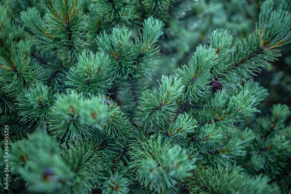 The branches of spruce or pine close-up. Evergreen tree. The branches of spruce or pine close-up. Evergreen tree.