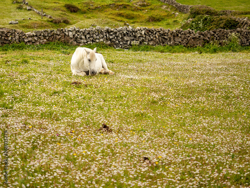 White horse on the grass. Stone wall behind the animal, copy paste. © mark_gusev