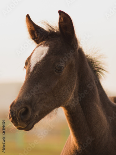 Portrait of a young brown baby horse