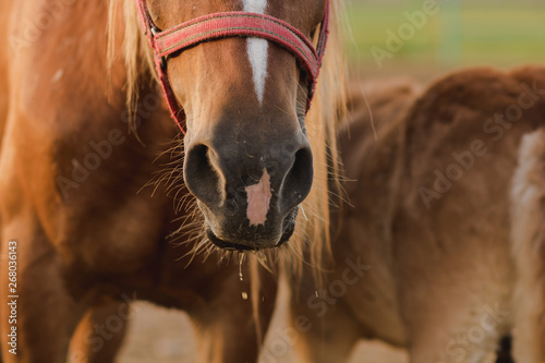 Brown horse mouth close up
