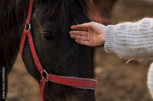 Foto Black horse and human hand petting connection