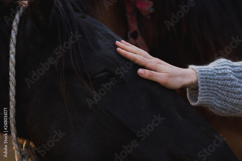 Quadro su tela Black horse and human hand petting connection