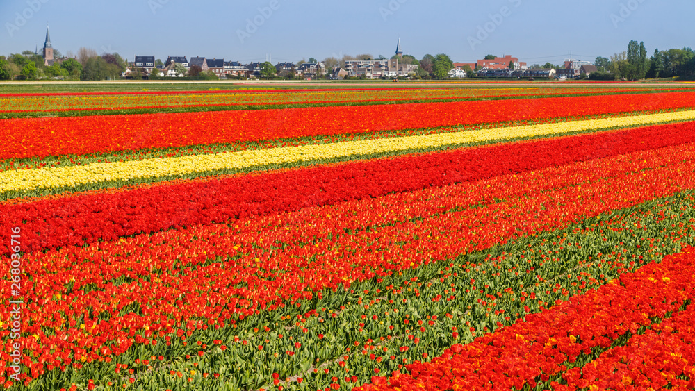Scenic view of Holland countryside in spring. Field of red and yellow tulips in the foreground, a village with catholic church in the background. Copy space. South Holland, Netherlands. Scenic view of Holland countryside in spring. Field of red and yellow tulips in the foreground, a village with catholic church in the background. Copy space. South Holland, Netherlands.