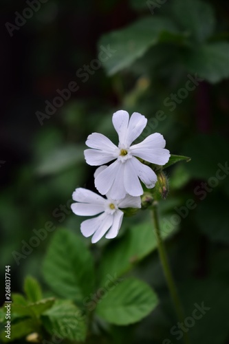 flower in garden