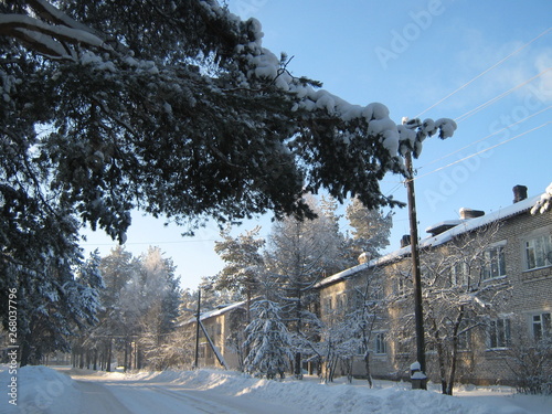 trees in winter