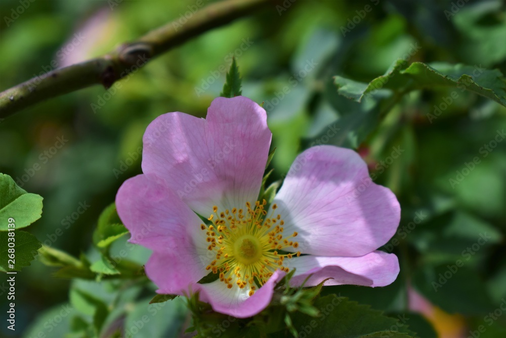 Obraz premium pink flower