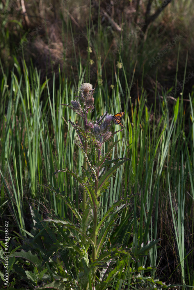 Fototapeta premium Portrait of Monarch butterfly sipping nectar from a pink and green bull thistle wildflower