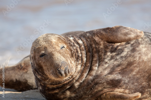 Dozy animal. Sleepy lethargic seal feeling drowsy. Eyes half closed