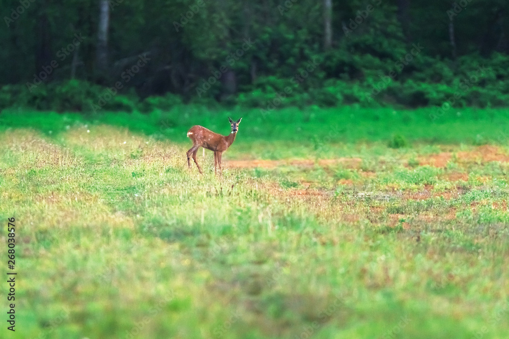 Roe deer in meadow near forest in spring. Roe deer in meadow near forest in spring.