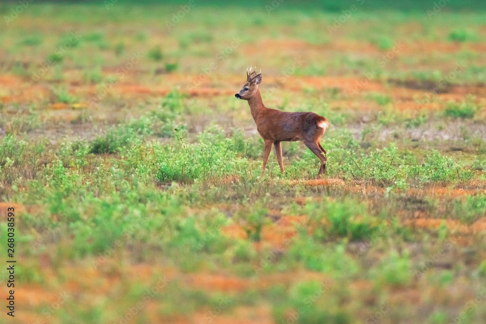 Solitary roebuck in field in spring. Solitary roebuck in field in spring.